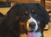 Female Bernese mountain dog