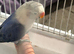 Hand reared lovebird for sale