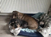 2 Dachshunds Free to good Home -Wirehaired Standard + Kaninchen Wirehaired Dachshunds