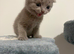 Blue & Lilac BSH Mix Kittens – Fold & Straight