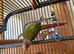 Conure.