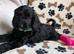 Exquisite cockapoo puppies from Health tested parents