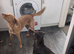 sisters up for rehoming