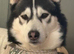 Adorable Siberian Huskies Puppies