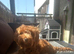Kobe – 7 Month Old Cavapoo Looking for His Forever Home