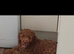 Cockapoo girl puppy