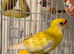 Babe lutino red rumped parakeet