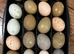 Chicks, growers,layers,hatching eggs,pekins,orpingtons, blue cream crested