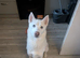 Siberian husky