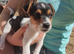 One left! Gorgeous Pedigree Jack Russell Puppies
