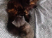 Kitten for sale
