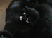 I have 1 black kitten male