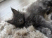 Maine Coon. Blue Smoke.