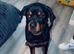 6 month Rottweiler