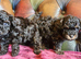Tiny toy poodle female puppy. Health tested parents