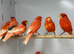 New color canaries