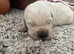 Goldador puppies