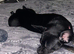 2 year old French bulldog cross patterdale