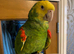 Double Yellow Headed Amazon Seeks a Loving Home