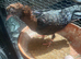 Archangel pigeon for sale