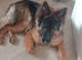 Longhaired German shepard