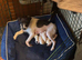 Jack Russell