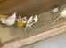 Young pied diamond doves