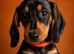 SILVER/BLACK Adorable mini Dachshund puppies for sale
