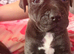 3 presa pups looking for there forever home