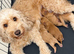F1b Cockapoo Puppies