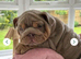 Stunning English Bulldogs