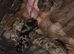 Dash on puppies