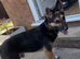 4 year old max gsd x kelpie