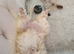 Maltipoo puppy