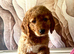 Australian Double Doodle - Boys and Girl