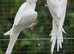 Wanted: Male albino Indian Ringneck