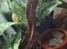 Amazon milk frog with set up