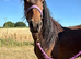 Beautiful Welsh D &times; Filly to make 14.1