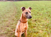 Saluki bull grey whippet