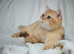 British Shorthair STUD (not for sale)