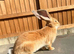 Baby continental giant male looking for homes