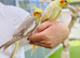 Cocktail parrot
