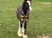 Stunning Mini cob
