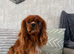 Kc Health Tested Ruby Cavalier King Charles At Stud