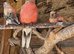 Semi tame bourkes parakeet