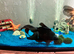 Blackmore Fancy Goldfish x 2 & 2 Loach and Accessories NO TANK