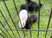 5 rabbits for sale