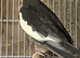 Cockatiel male