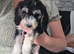 READY NOW - 1 Gorgeous Female Cockapoo Puppy Remaining