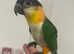 Hand Reared Baby Black Headed Caiques